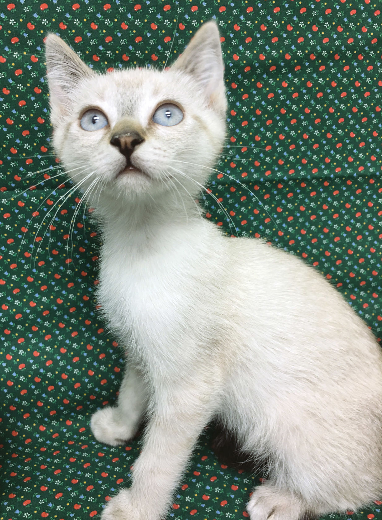 Troy at Animal Rescue of Tracy